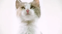 Kako nahraniti sterilizirani mačku?